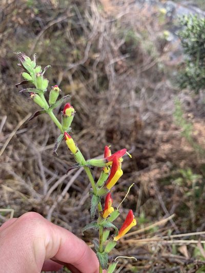 Neobartsia camporum, photographed by Line Juul Nielsen