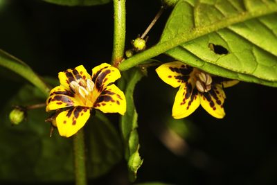 Capsicum geminifolium, photographed by Daniel Mesa