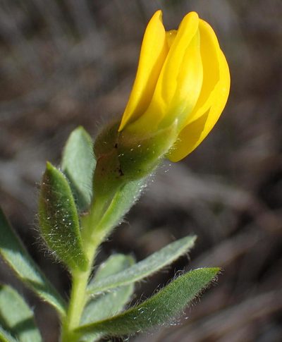 Liparia racemosa, photographed by Nicola van Berkel