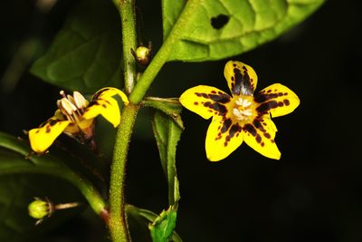 Capsicum geminifolium, photographed by Daniel Mesa