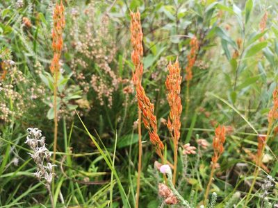 Narthecium ossifragum, photographed by Jens-Christian Svenning