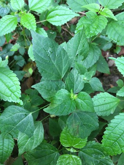 Acalypha deamii, photographed by Bonnie Isaac