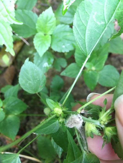 Acalypha deamii, photographed by Bonnie Isaac