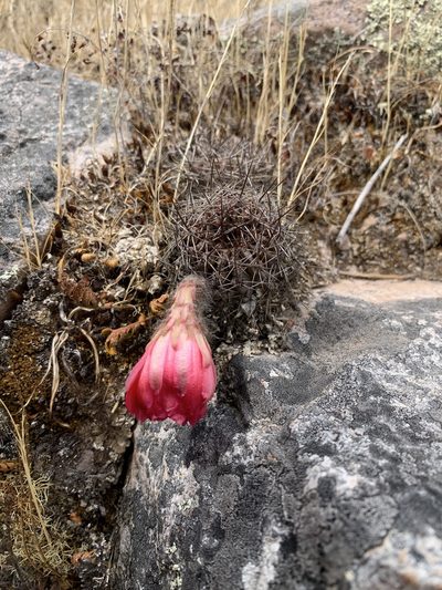 Lobivia hertrichiana, photographed by Line Juul Nielsen