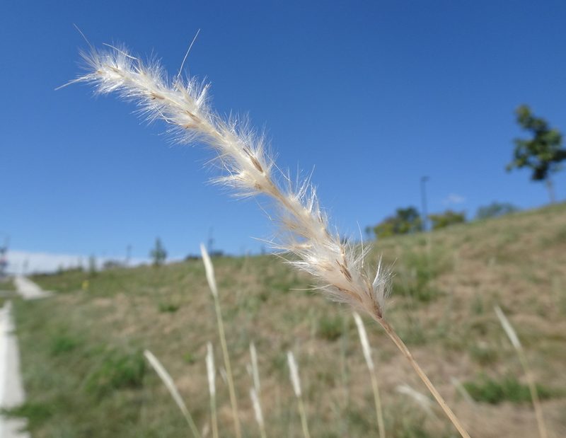 Bothriochloa torreyana, photographed by Thomas Koffel