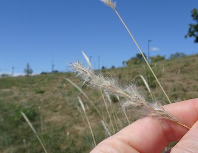 Bothriochloa torreyana, photographed by Thomas Koffel