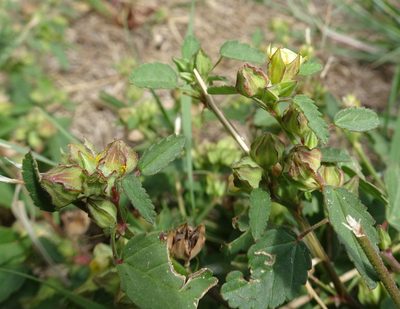 Sida spinosa, photographed by Thomas Koffel
