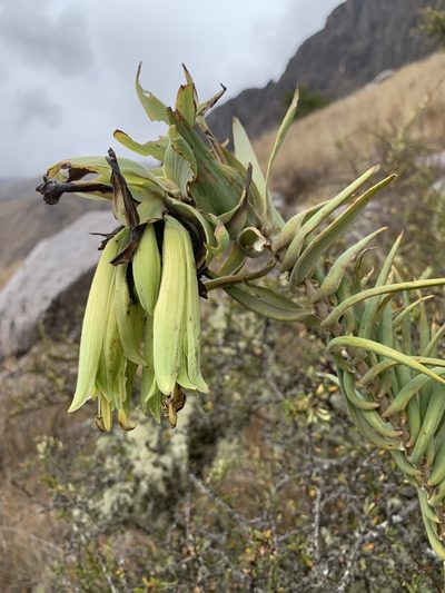 Bomarea involucrosa, photographed by Line Juul Nielsen
