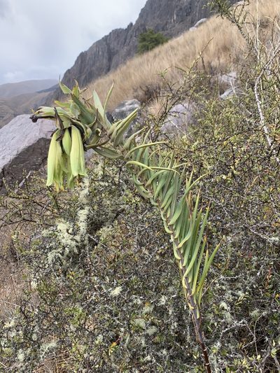 Bomarea involucrosa, photographed by Line Juul Nielsen