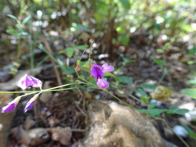 Lespedeza frutescens, photographed by Thomas Koffel