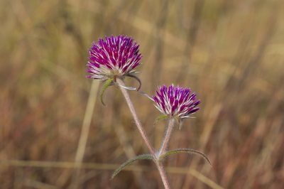 Gomphrena canescens, photographed by dhfischer