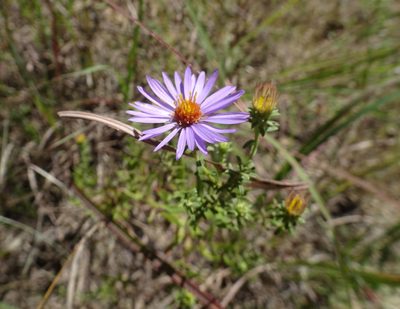 Symphyotrichum oblongifolium, photographed by Thomas Koffel
