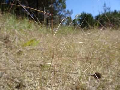 Aristida oligantha, photographed by Thomas Koffel