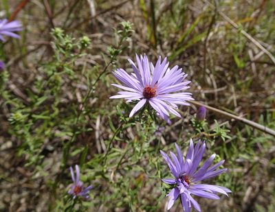 Symphyotrichum oblongifolium, photographed by Thomas Koffel