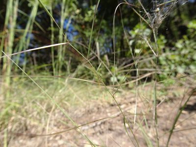 Aristida oligantha, photographed by Thomas Koffel