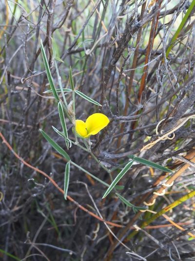 Argyrolobium rarum, photographed by Dave U