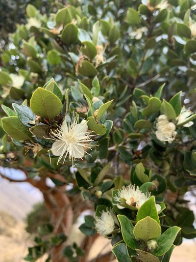 Myrcianthes oreophila, photographed by Line Juul Nielsen