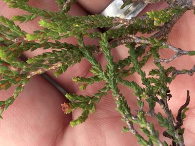 Diosma apetala, photographed by Dave U