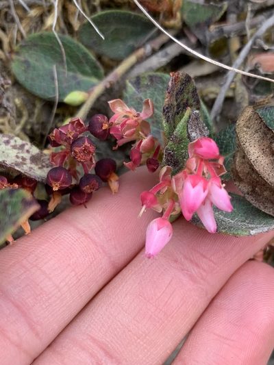 Gaultheria glomerata, photographed by Line Juul Nielsen