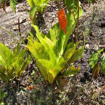 Anthurium jenmanii, photographed by Guillaume Delaitre