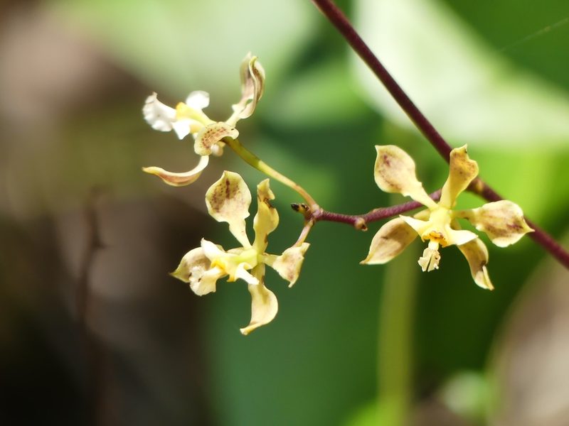 Encyclia granitica, photographed by Guillaume Delaitre