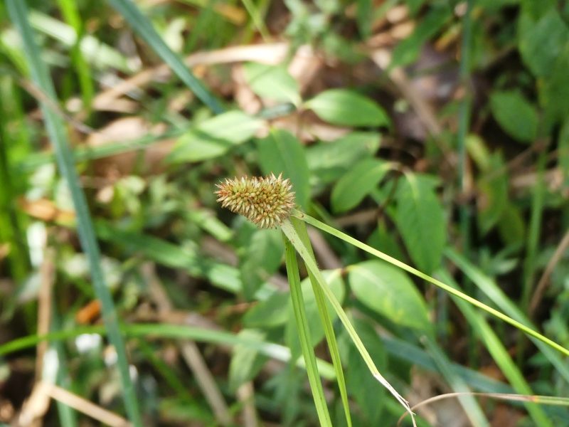 Rhynchospora cephalotes, photographed by Guillaume Delaitre