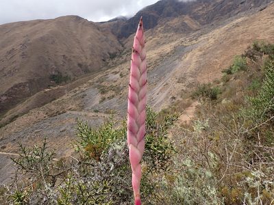 Tillandsia walteri, photographed by Skjold Søndergaard