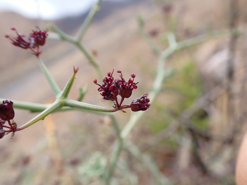 Eremocharis triradiata, photographed by Skjold Søndergaard
