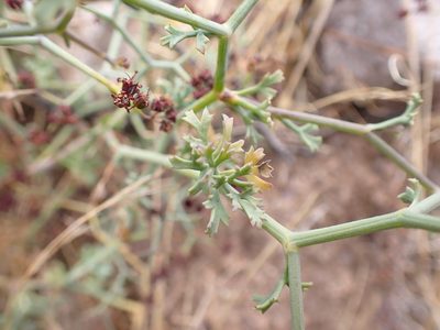 Eremocharis triradiata, photographed by Skjold Søndergaard