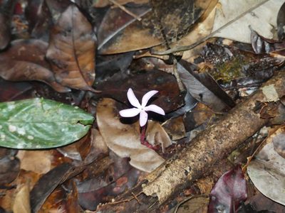 Voyria rosea, photographed by Guillaume Delaitre