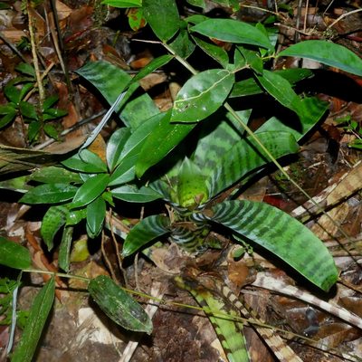 Lutheria splendens, photographed by Guillaume Delaitre