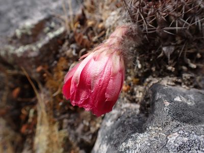 Lobivia hertrichiana, photographed by Skjold Søndergaard