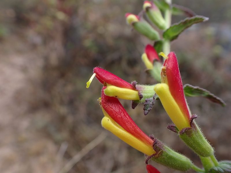 Neobartsia camporum, photographed by Skjold Søndergaard