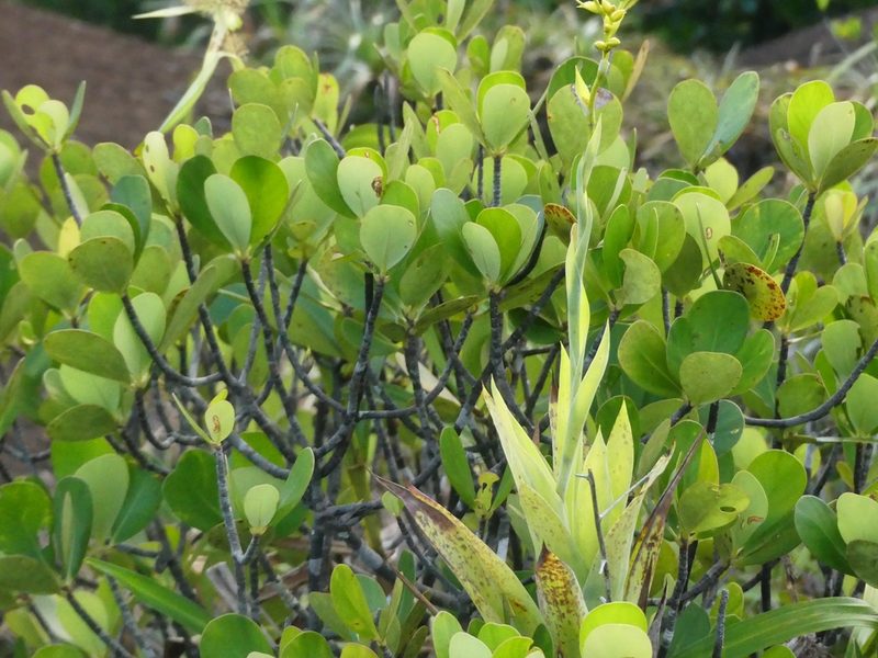 Catopsis berteroniana, photographed by Guillaume Delaitre