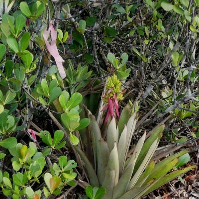 Aechmea aquilega