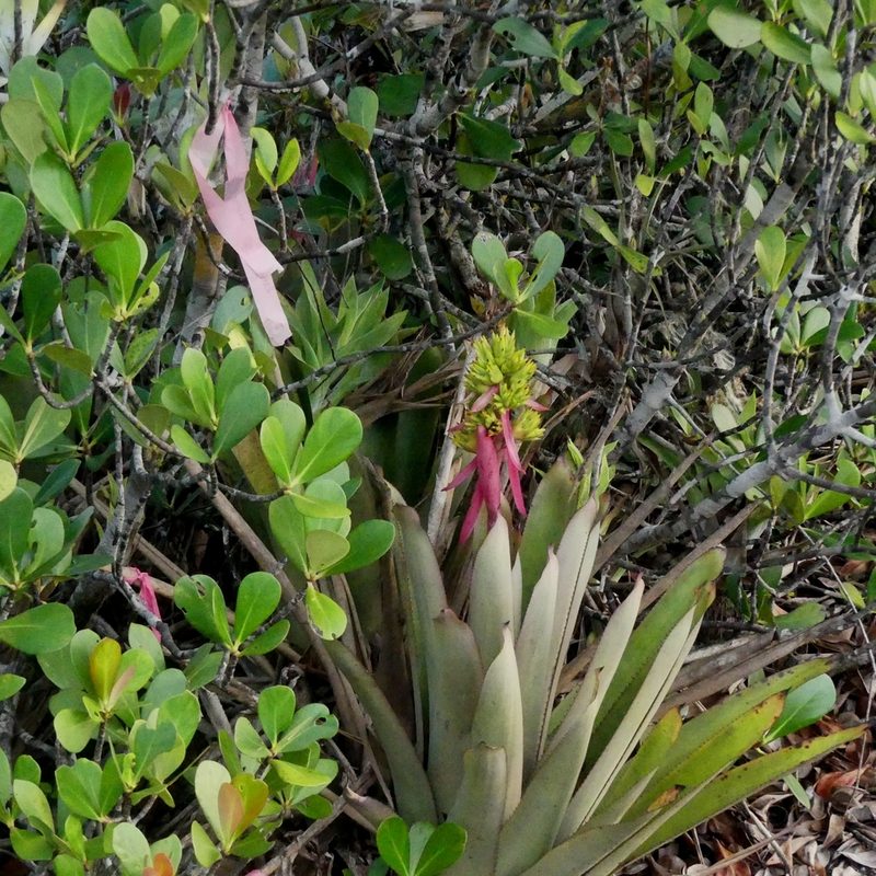 Aechmea aquilega, photographed by Guillaume Delaitre