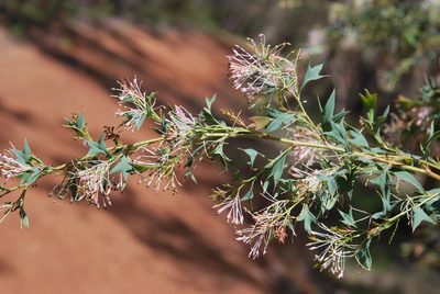 Grevillea manglesii, photographed by Charles Stirton