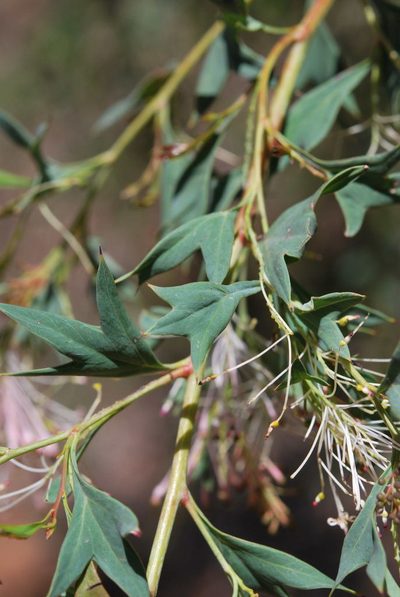 Grevillea manglesii, photographed by Charles Stirton