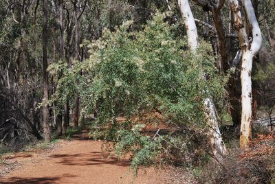 Grevillea manglesii, photographed by Charles Stirton
