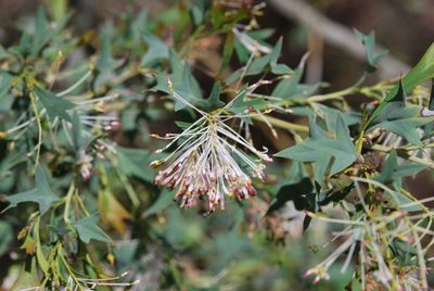 Grevillea manglesii, photographed by Charles Stirton