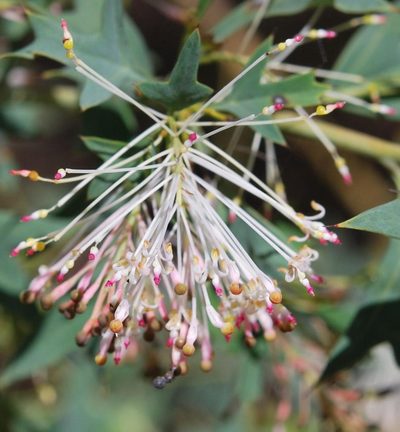 Grevillea manglesii, photographed by Charles Stirton