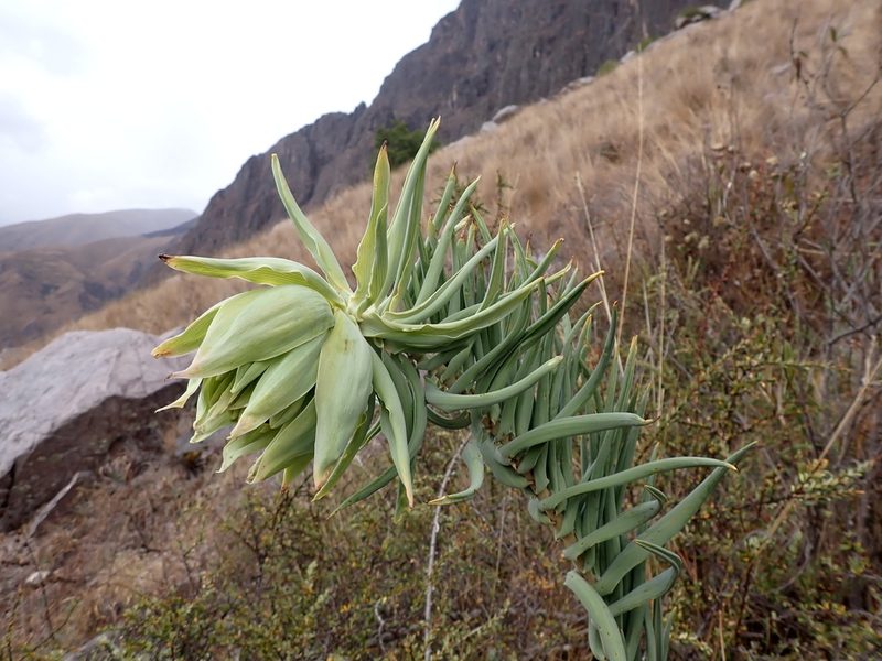 Bomarea involucrosa, photographed by Skjold Søndergaard
