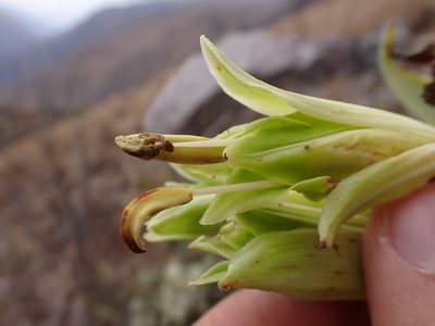 Bomarea involucrosa, photographed by Skjold Søndergaard