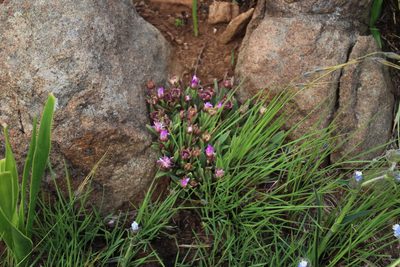 Delosperma carolinense, photographed by Tony Rebelo