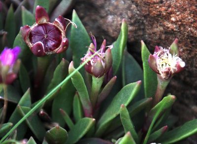Delosperma carolinense, photographed by Tony Rebelo