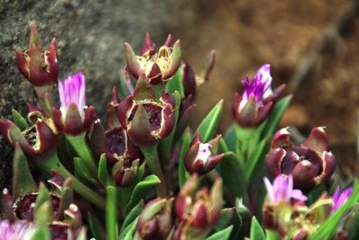 Delosperma carolinense, photographed by Tony Rebelo