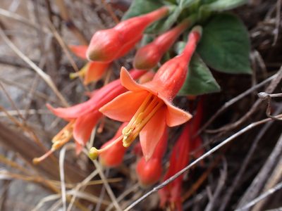 Fuchsia apetala, photographed by Skjold Søndergaard
