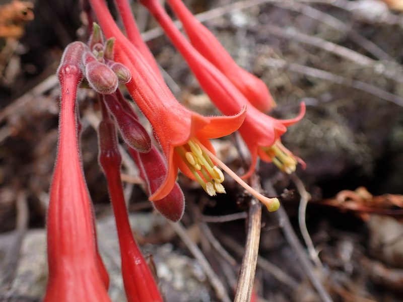 Fuchsia apetala, photographed by Skjold Søndergaard