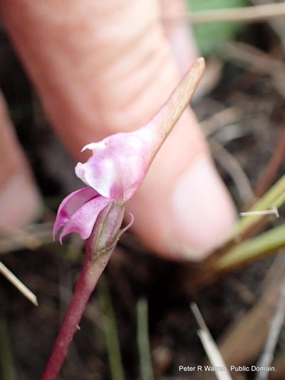 Disperis woodii, photographed by Peter Warren
