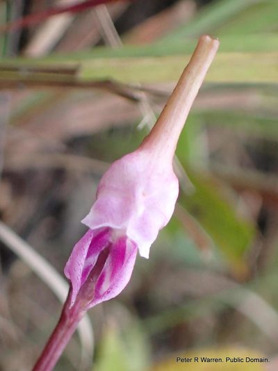 Disperis woodii, photographed by Peter Warren